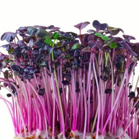 Микрозелень редиса фиолетового